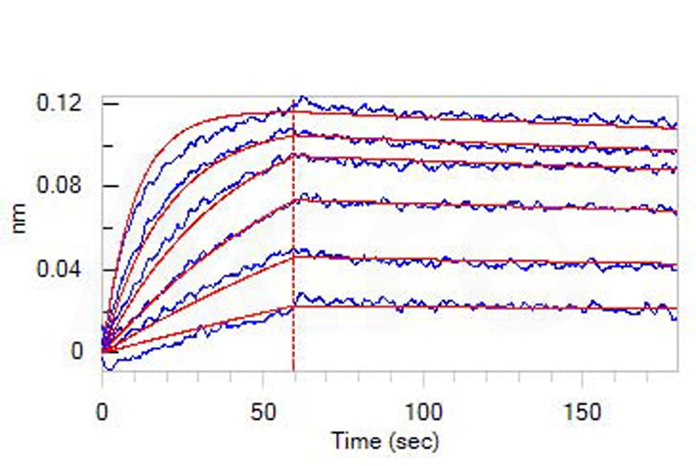  CD3 epsilon BLI