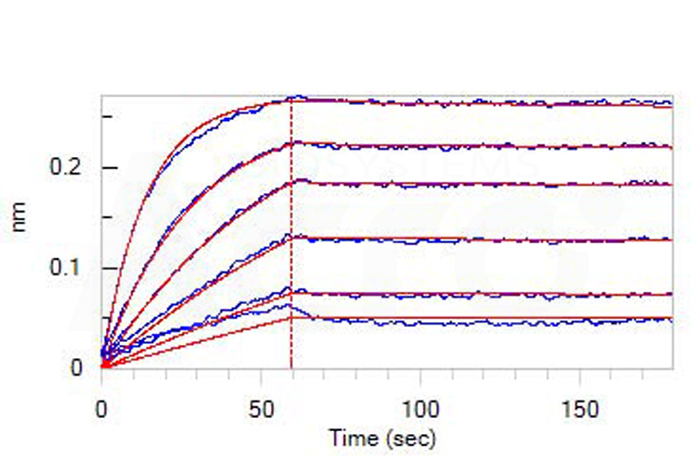  CD3 epsilon BLI