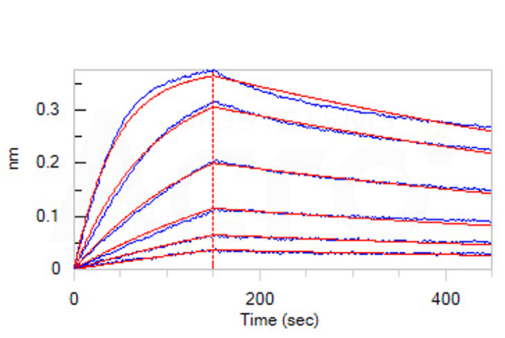 Human_FcRn_Heterodimer_Protein_Bli