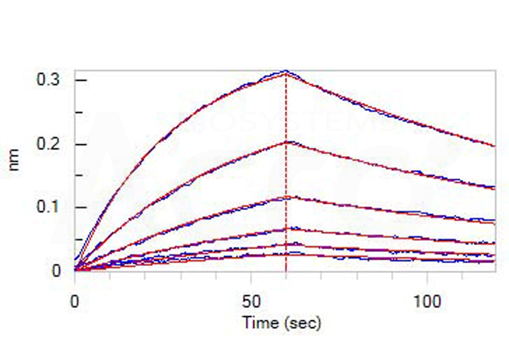  CD30 ligand BLI