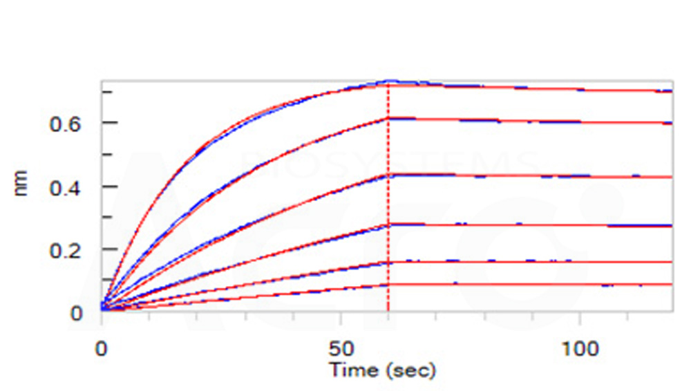  FcRn (FCGRT & B2M) BLI