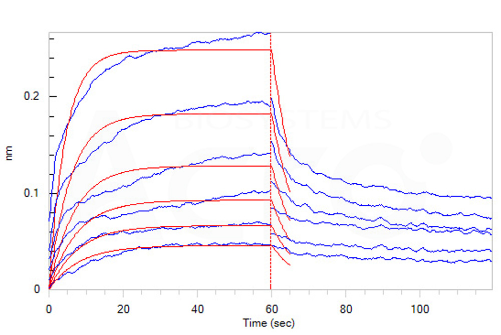 Human_FcRn_Heterodimer_Protein_Bli