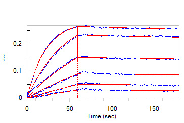  IFN-gamma BLI