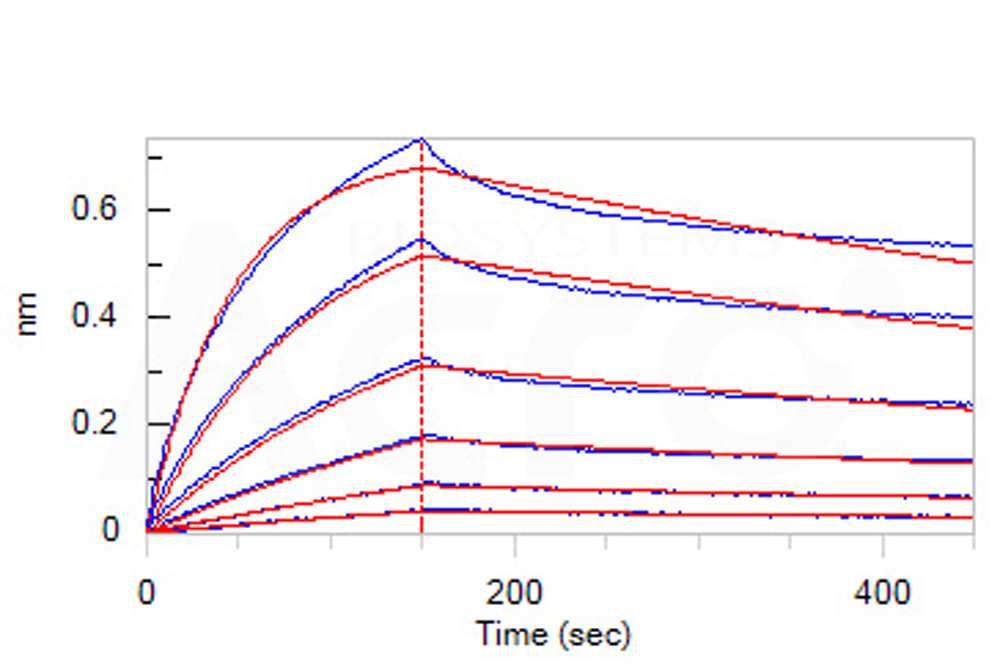 Human_FcRn_Heterodimer_Protein_Bli