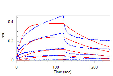  Neuropilin-1 BLI