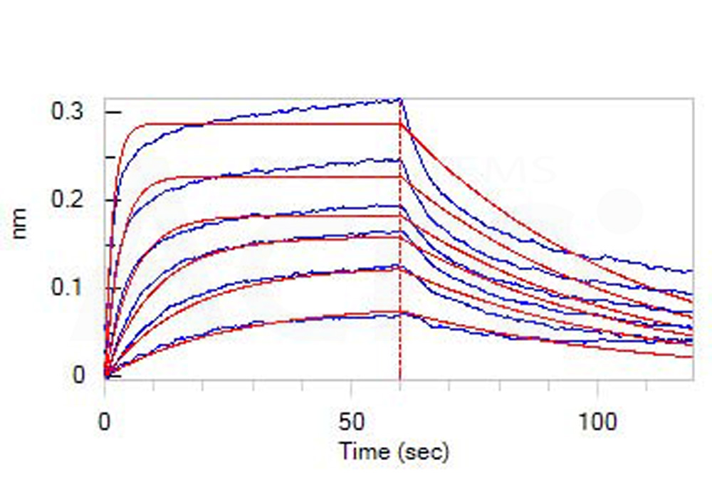 Human_FcRn_Heterodimer_Protein_Bli