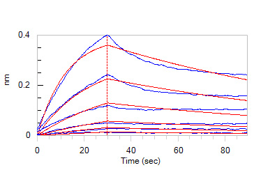 Human_FcRn_Heterodimer_Protein_Bli