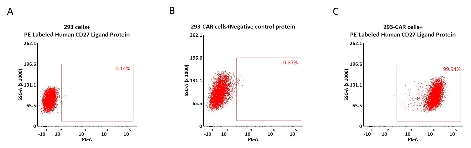  CD27 Ligand CAR_T