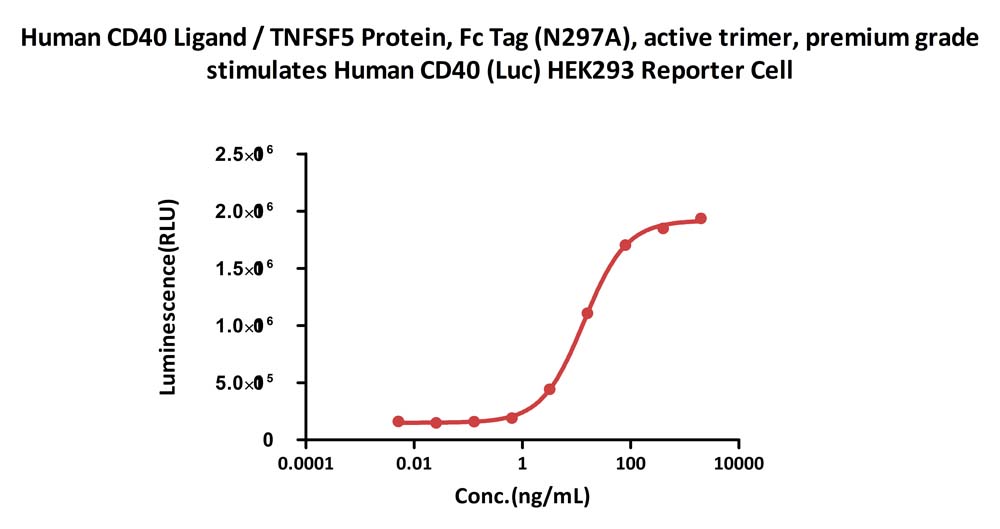  CD40 Ligand CELL