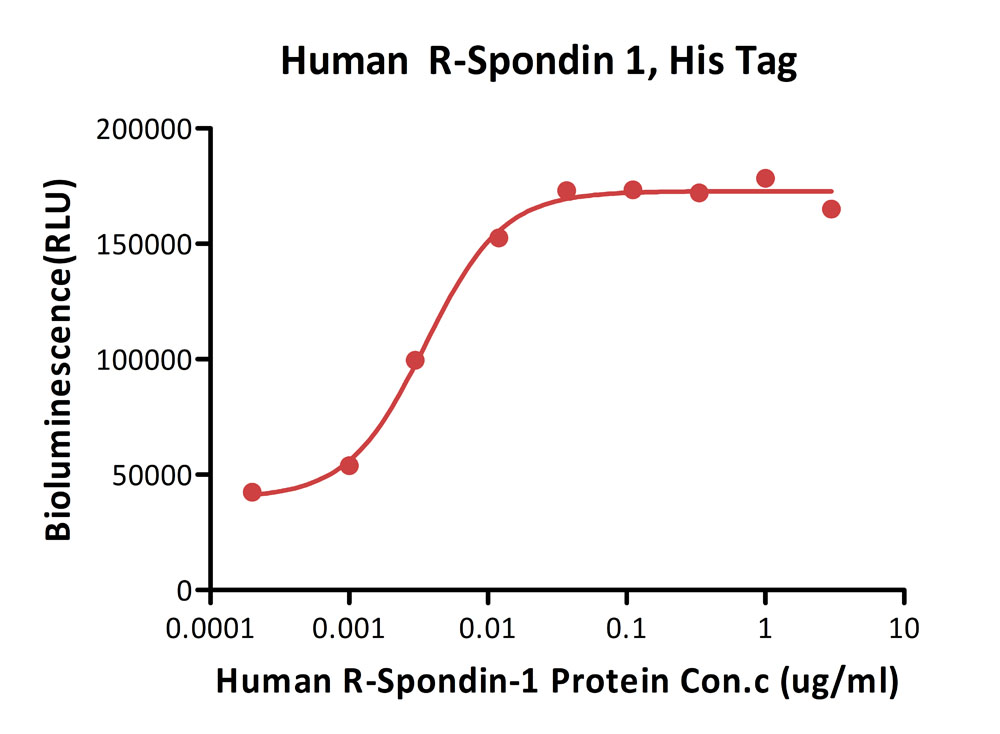  R-Spondin 1 CELL