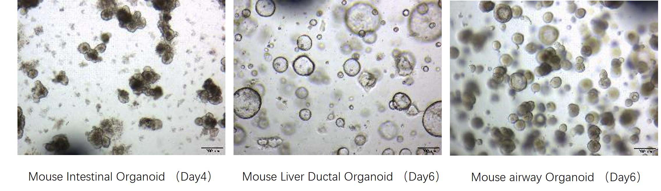  Mogengel MOUSE ORGANOID CULTURE