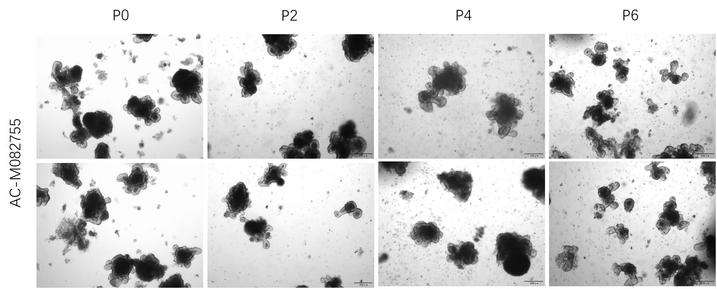  Mogengel LONG-TERM CULTURE FOR MOUSE ORGANOID