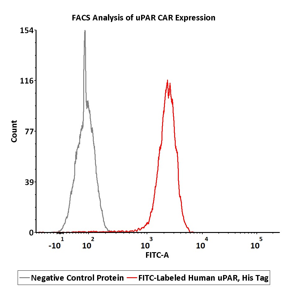  uPAR FACS