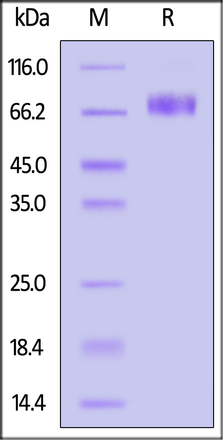 2B4 SDS-PAGE