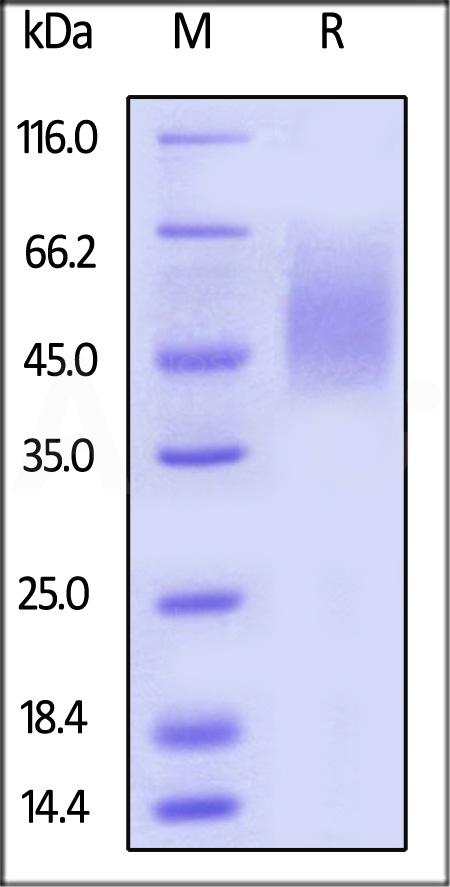 2B4 SDS-PAGE