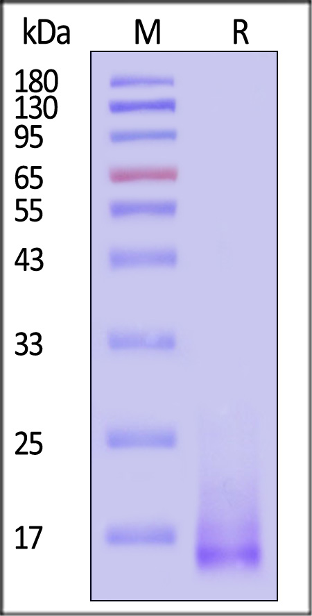 A35R SDS-PAGE