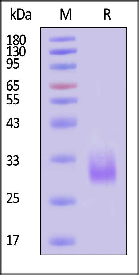 ACA-H5243-sds