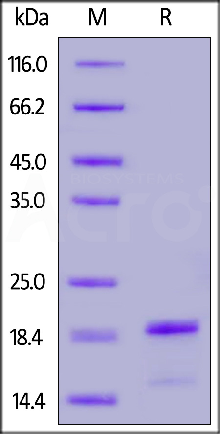 Alpha-Synuclein SDS-PAGE