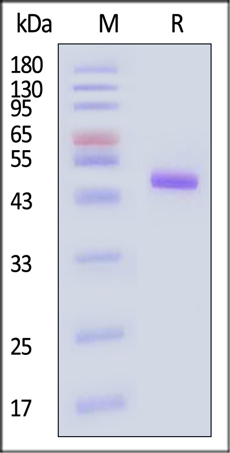 APL-H5263-sds