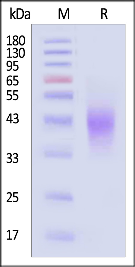 B7-H5 SDS-PAGE