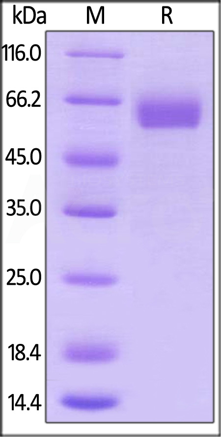 B7-H5 SDS-PAGE