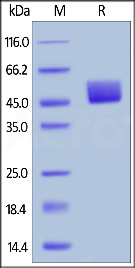 BAR-H5258-sds