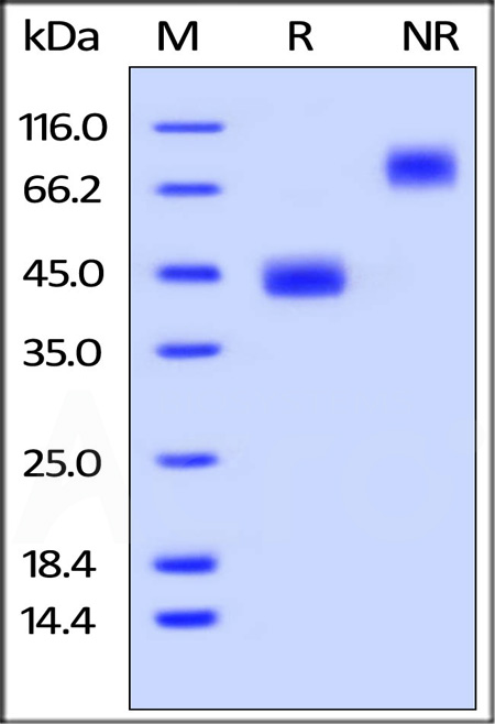 BAR-M5259-sds