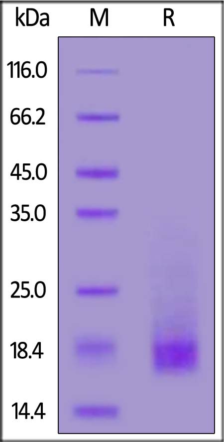 BAR-M52H8-sds