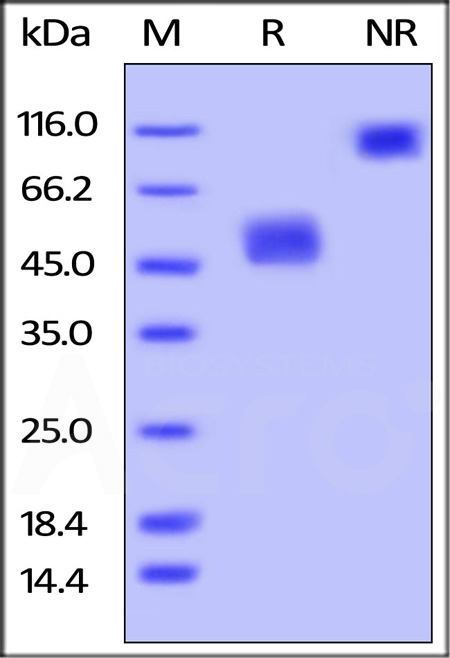 Biotinylated Mouse BAFFR, Fc,Avitag (Cat. No. BAR-M82F0) SDS-PAGE gel