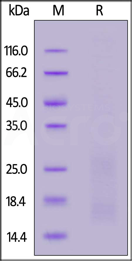 BAR-R52H3-sds