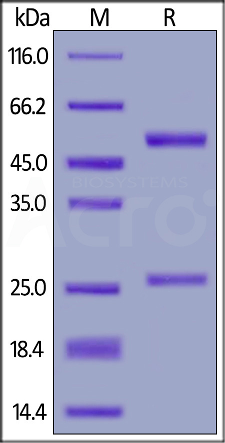 Bevacizumab SDS-PAGE