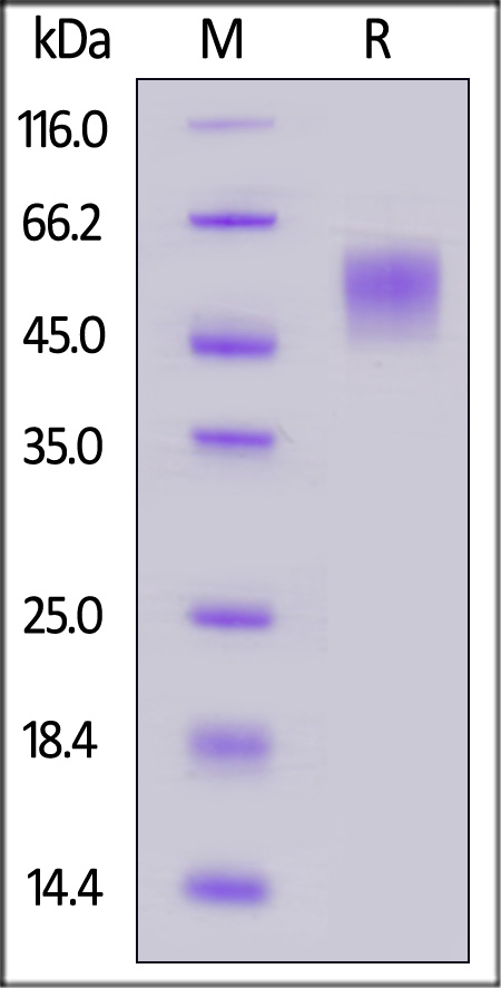 Glycoprotein / GP (virus) SDS-PAGE