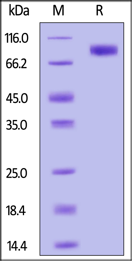 BHE-H52H3-sds