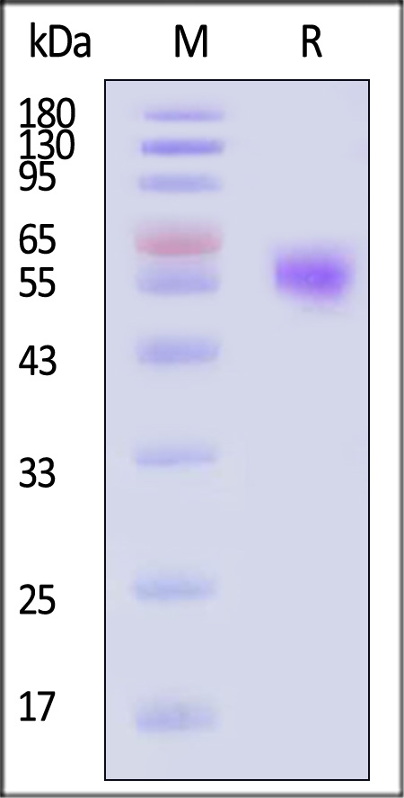 BTLA SDS-PAGE