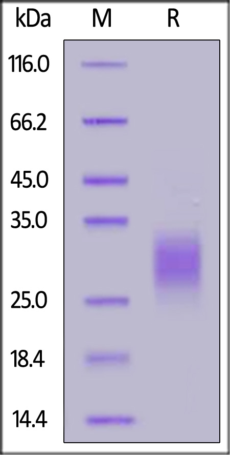 BTLA SDS-PAGE