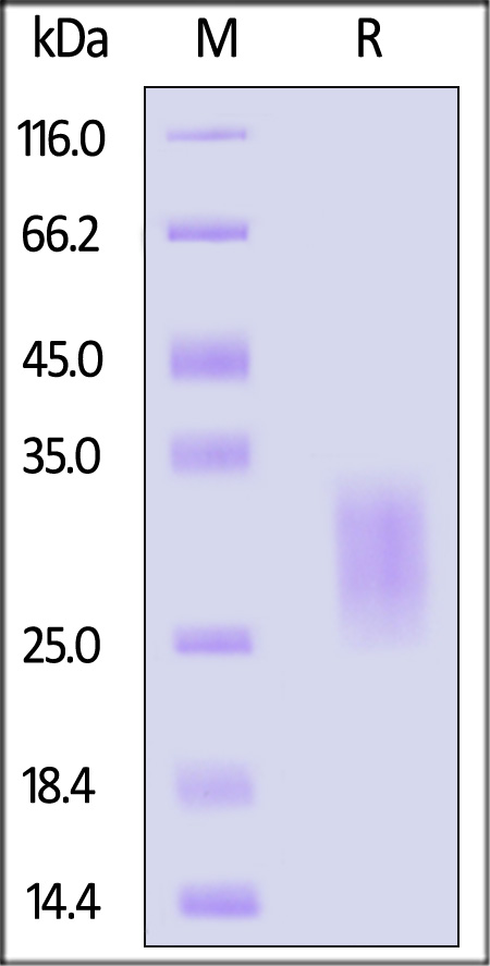 BTA-H52H5-sds