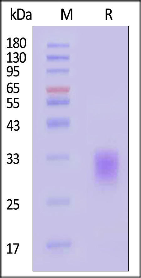 BTA-H82E4-sds