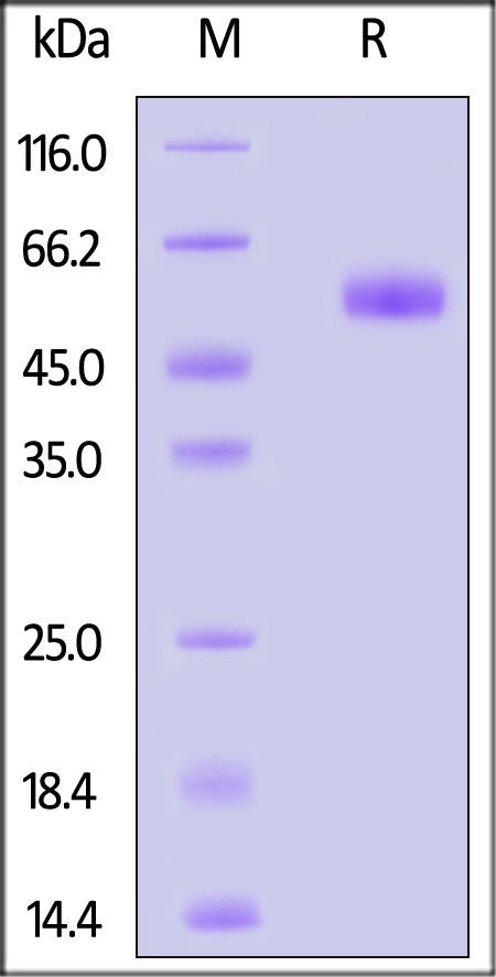 BTLA SDS-PAGE