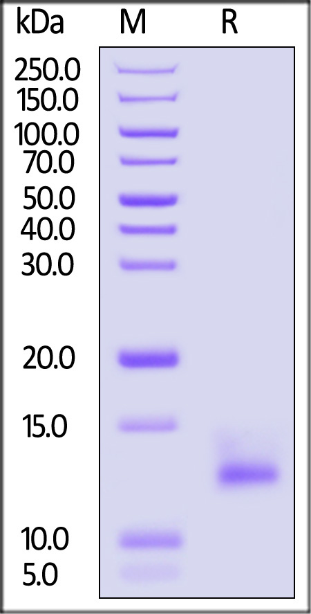 C5A-C51H9-sds