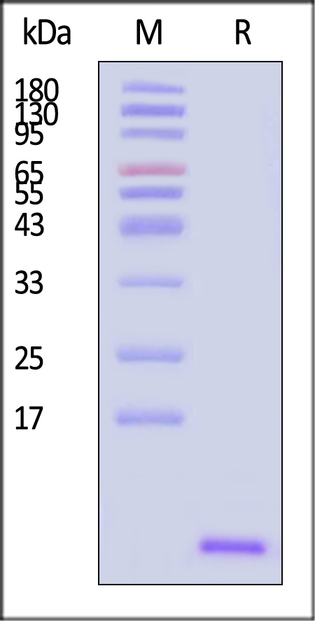 Complement C5a SDS-PAGE