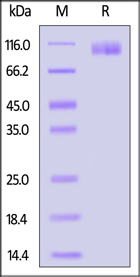 CA5-C52H8-sds