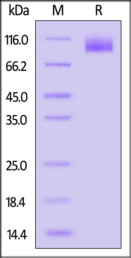 CA125 SDS-PAGE