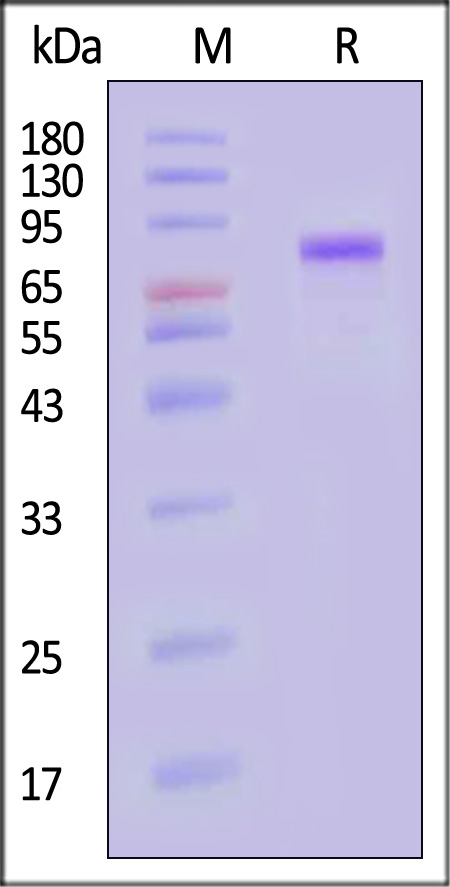 Cadherin-6 SDS-PAGE