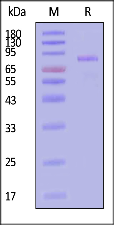 Cadherin-6 SDS-PAGE