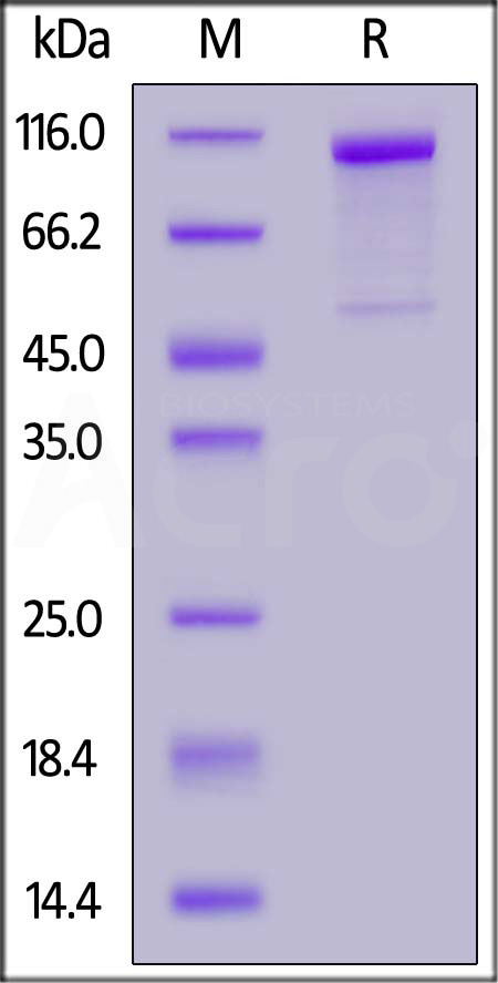 Cadherin-6 SDS-PAGE