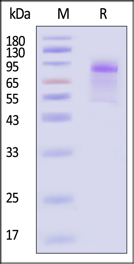 CA6-H82E3-sds