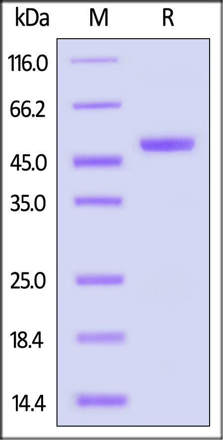 CA9-C52H3-sds