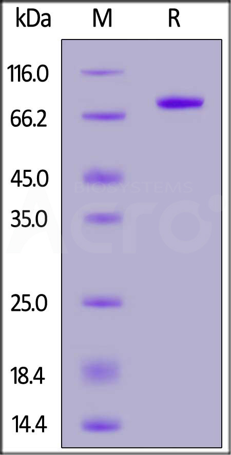 CA9-H5253-sds