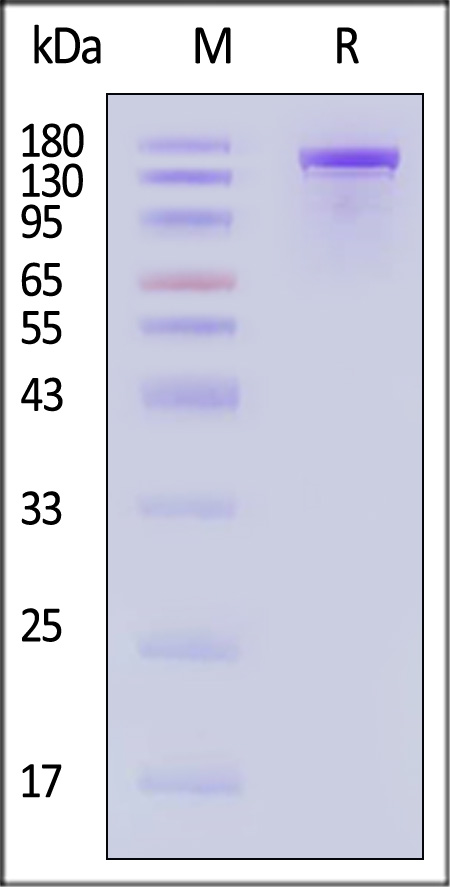 CA9-S5149-sds