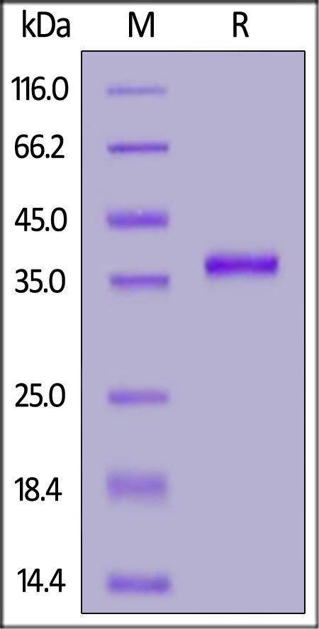 Human CCL22, Fc Tag (Cat. No. CC2-H5257) SDS-PAGE gel